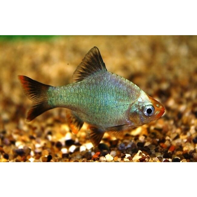 Sumatraan Platinum Green L - Barbus Tetrazona