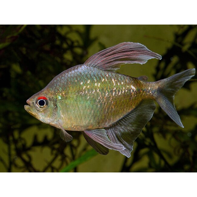 Diamant Zalm - Moenkhausia Pittieri