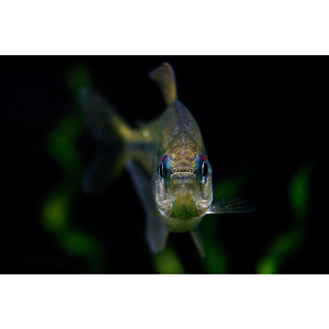 Diamant Zalm - Moenkhausia Pittieri