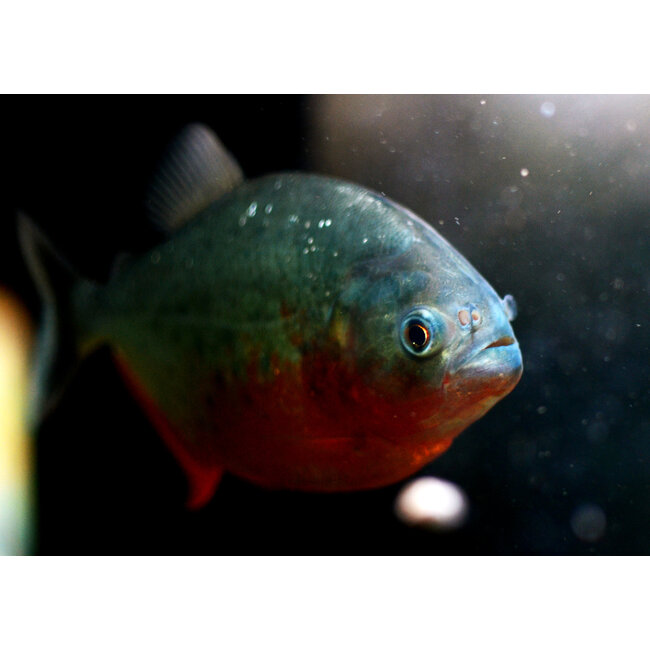 Roodbuik Piranha - Serrasalmus Nattereri