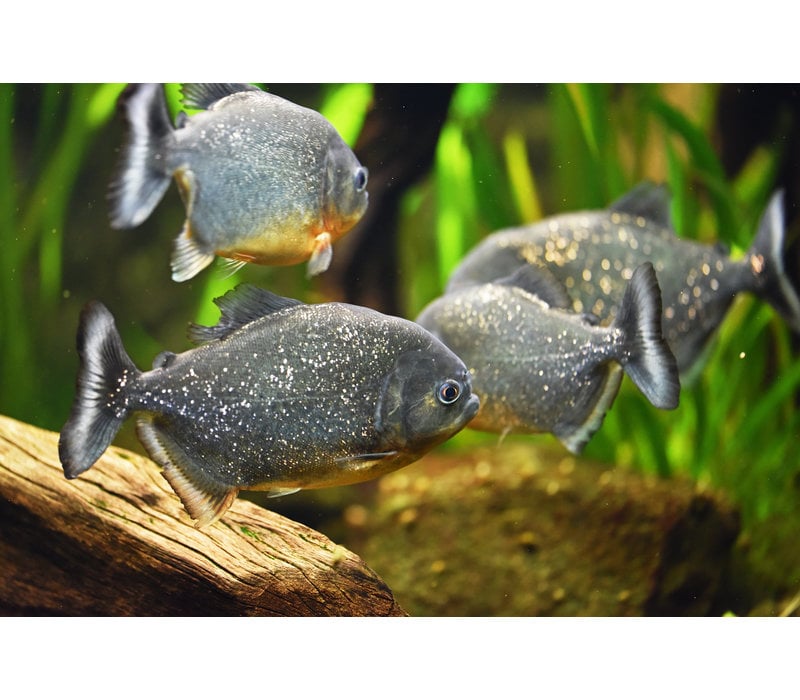 Roodbuik Piranha - Serrasalmus Nattereri