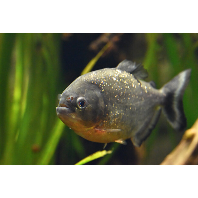 Roodbuik Piranha - Serrasalmus Nattereri