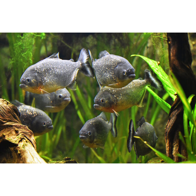Roodbuik Piranha - Serrasalmus Nattereri