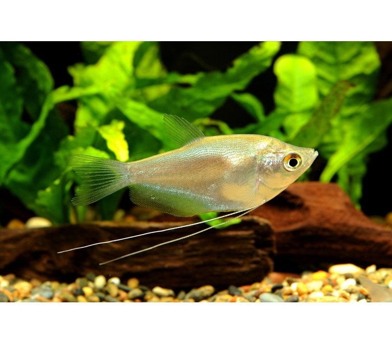 Zilver Gourami - Trichogaster Microlepis