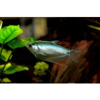 Moonlight Gourami - Trichogaster Microlepis