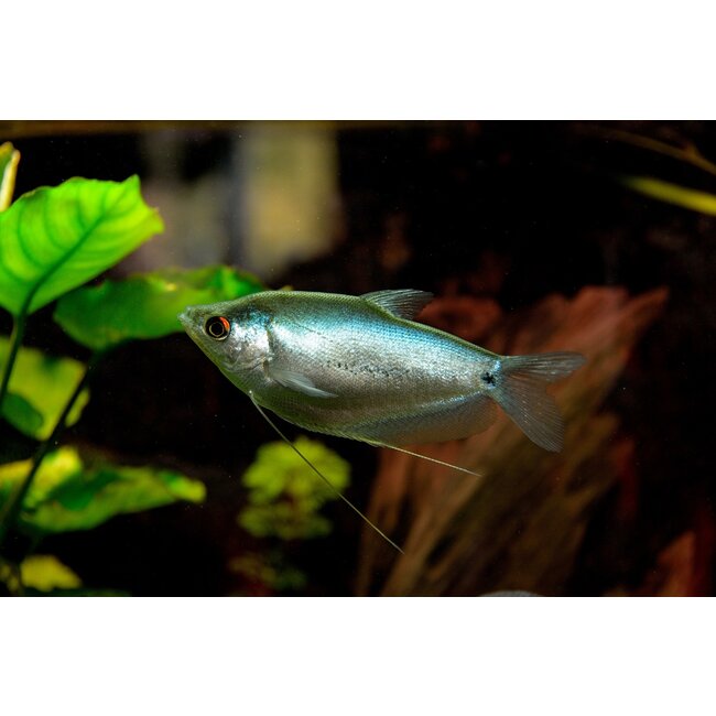 Zilver Gourami - Trichogaster Microlepis