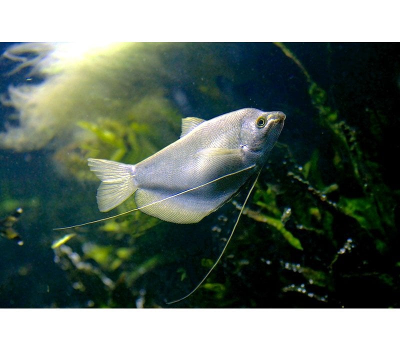 Moonlight Gourami - Trichogaster Microlepis