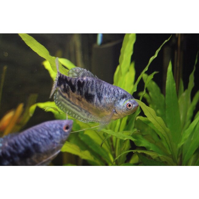 Marmer Gourami - Trichogaster Trichopterus 'Marmer'
