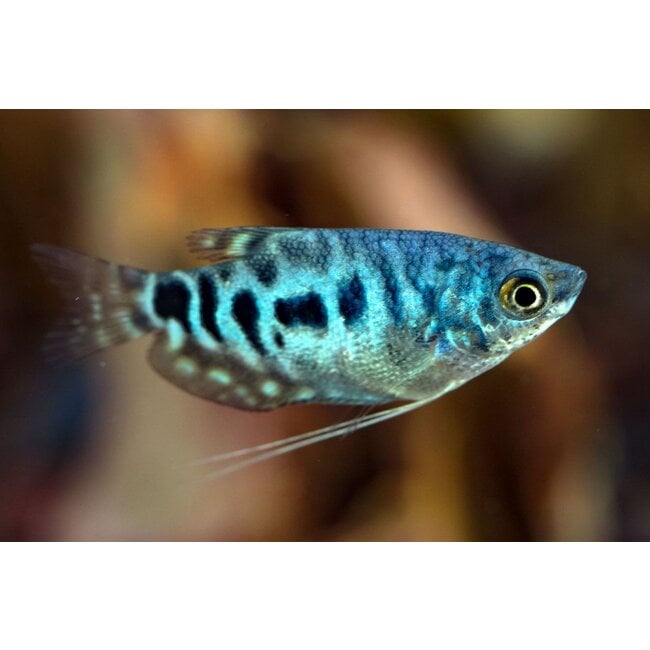 Marmer Gourami - Trichogaster Trichopterus 'Marmer'