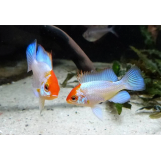 Apistogramma Ramirezi Electric Blue (Gold Head)