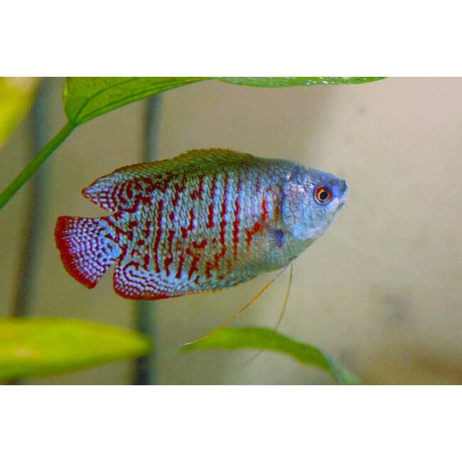 Dwerg Gourami Neon - Colisa Lalia Neon