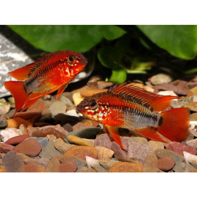 Apistogramma Macmasteri 'Red Mask'