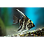 Maanvis Marmer - Pterophyllum “Scalare”
