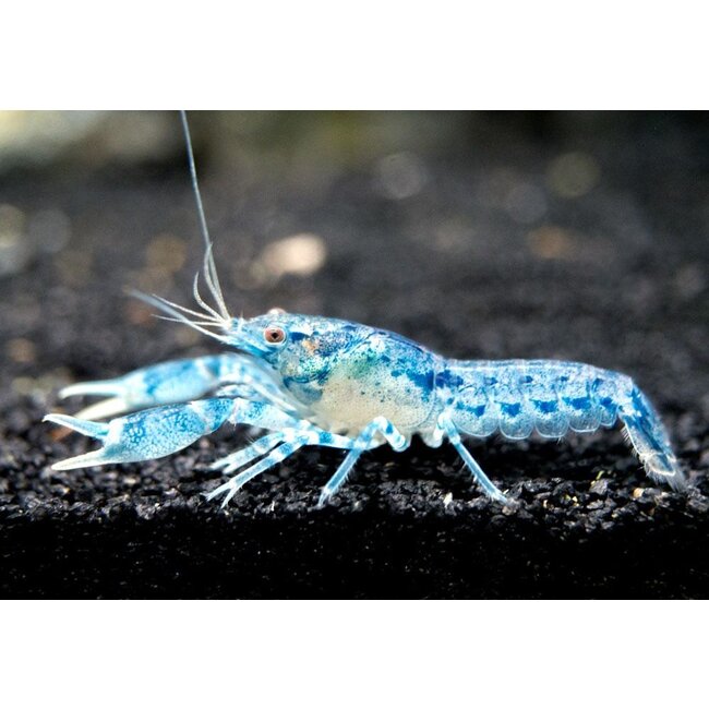 Dwergkreeft Blauw - Cambarellus Diminutus
