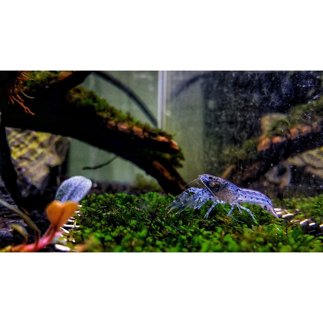 Dwergkreeft Blauw - Cambarellus Diminutus
