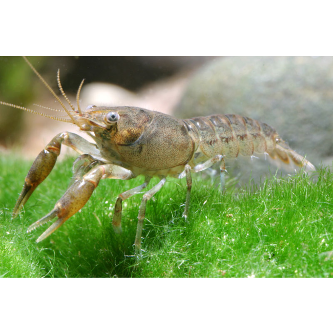 Dwergkreeft Blauw - Cambarellus Diminutus