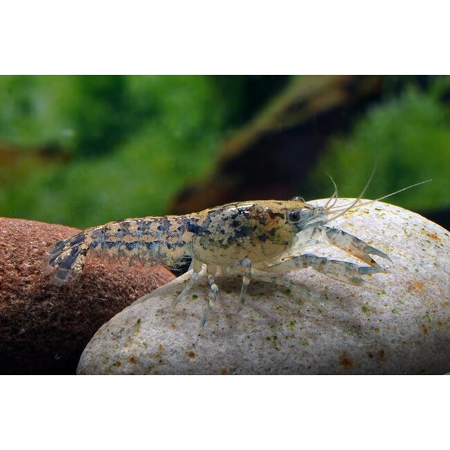 Dwergkreeft Blauw - Cambarellus Diminutus