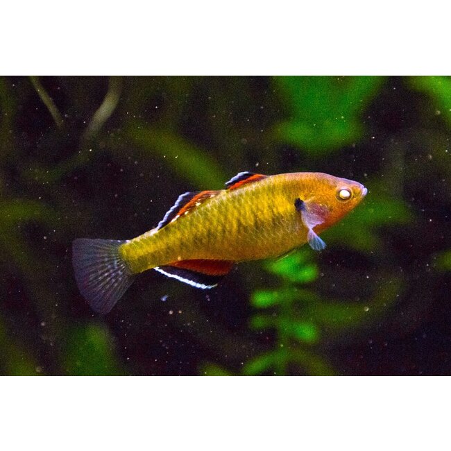 Hypseleotris Compressa