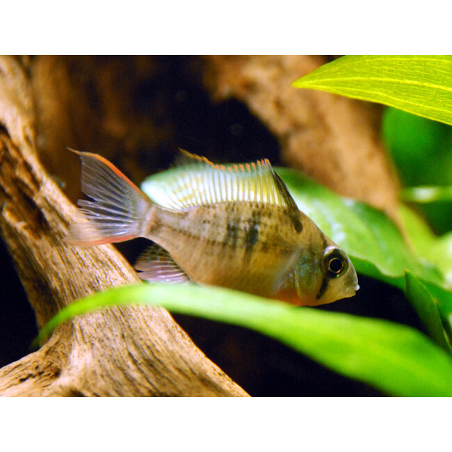 Boliviaanse Antennebaars - Mikrogeophagus Altispinosus