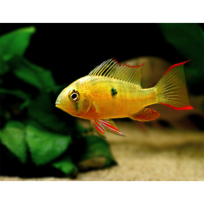 Boliviaanse Antennebaars - Mikrogeophagus Altispinosus