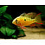 Boliviaanse Antennebaars - Mikrogeophagus Altispinosus