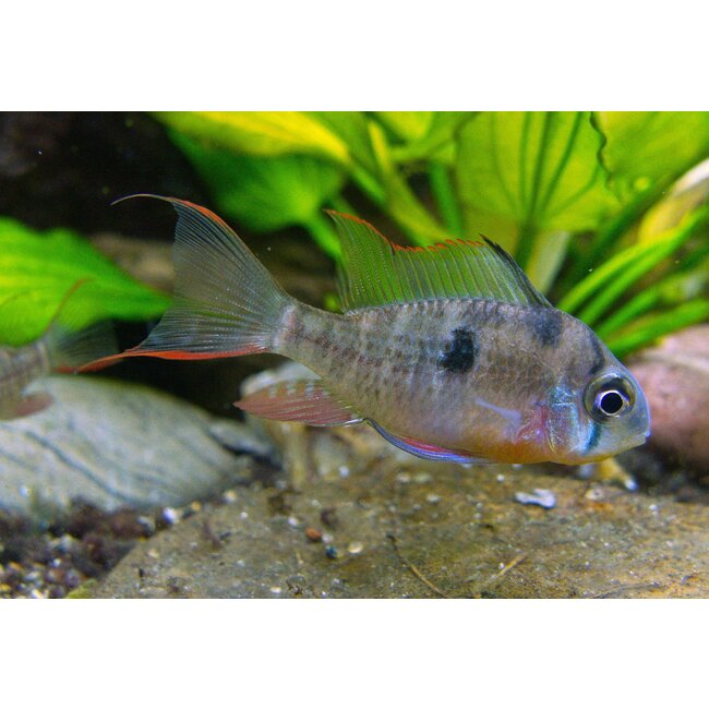 Boliviaanse Antennebaars - Mikrogeophagus Altispinosus