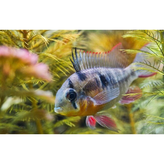 Boliviaanse Antennebaars - Mikrogeophagus Altispinosus