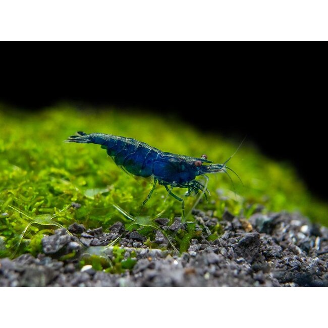 Blue Diamond Garnaal - Neocaridina Davidi Blue Diamond