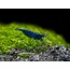 Blue Diamond Garnaal - Neocaridina Davidi Blue Diamond