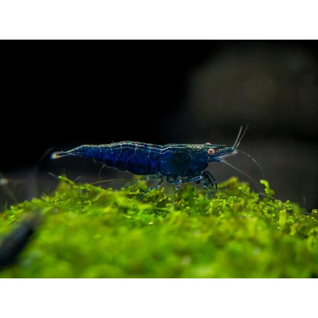 Blue Diamond Garnaal - Neocaridina Davidi Blue Diamond