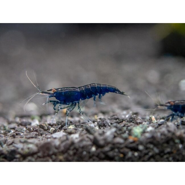 Blue Diamond Garnaal - Neocaridina Davidi Blue Diamond