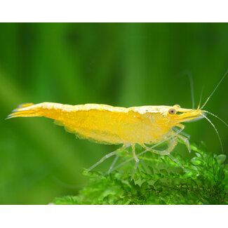 Yellow Fire Garnaal