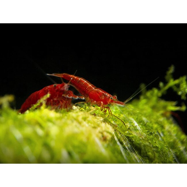 Bloody Mary Garnaal - Neocaridina Davidi Var. Bloody Mary
