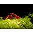 Bloody Mary Garnaal - Neocaridina Davidi Var. Bloody Mary