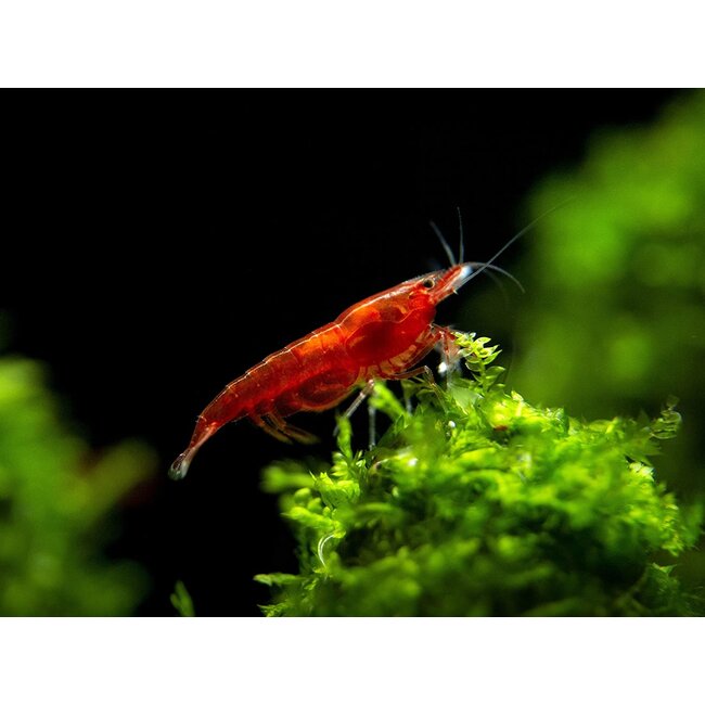 Bloody Mary Garnaal - Neocaridina Davidi Var. Bloody Mary