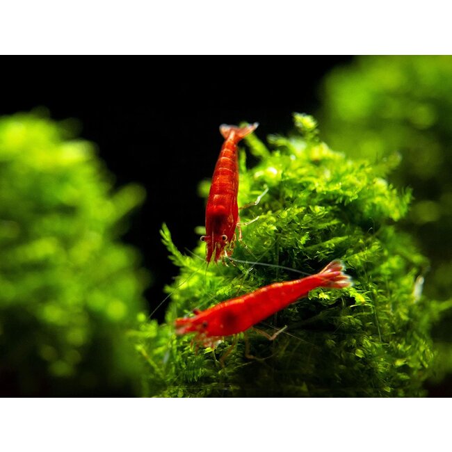 Bloody Mary Garnaal - Neocaridina Davidi Var. Bloody Mary