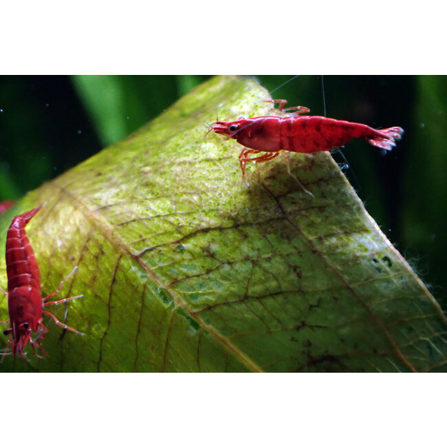 Bloody Mary Garnaal - Neocaridina Davidi Var. Bloody Mary
