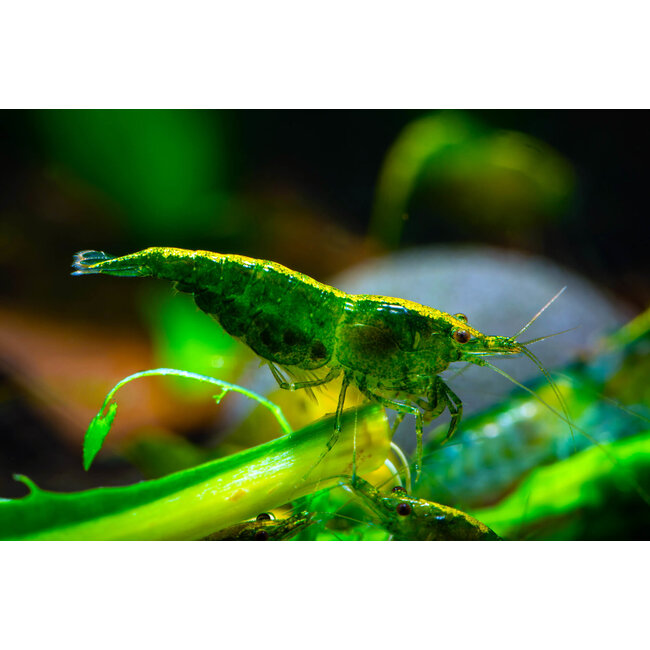 Green Jade Garnaal - Neocaridina Davidi Var. Green Jade