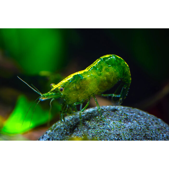 Green Jade Garnaal - Neocaridina Davidi Var. Green Jade