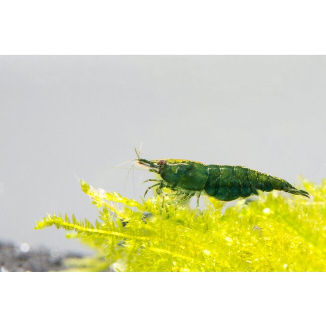 Green Jade Garnaal - Neocaridina Davidi Var. Green Jade