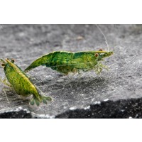 Green Jade Shrimp - Neocaridina Davidi Var. Green Jade