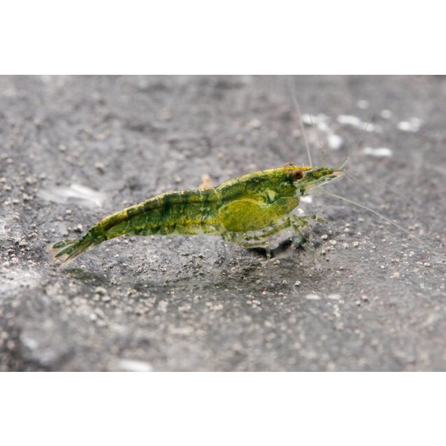 Green Jade Garnaal - Neocaridina Davidi Var. Green Jade