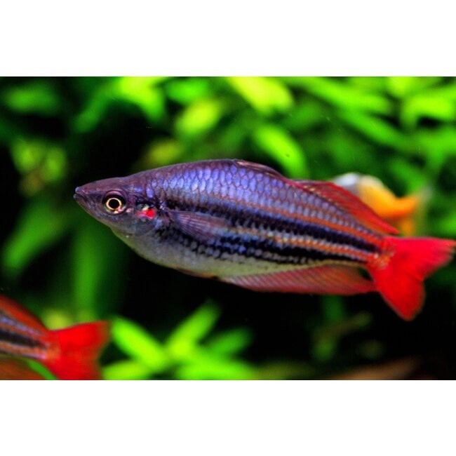 Regenboogvis Australis - Melanotaenia Australis "Super Red"