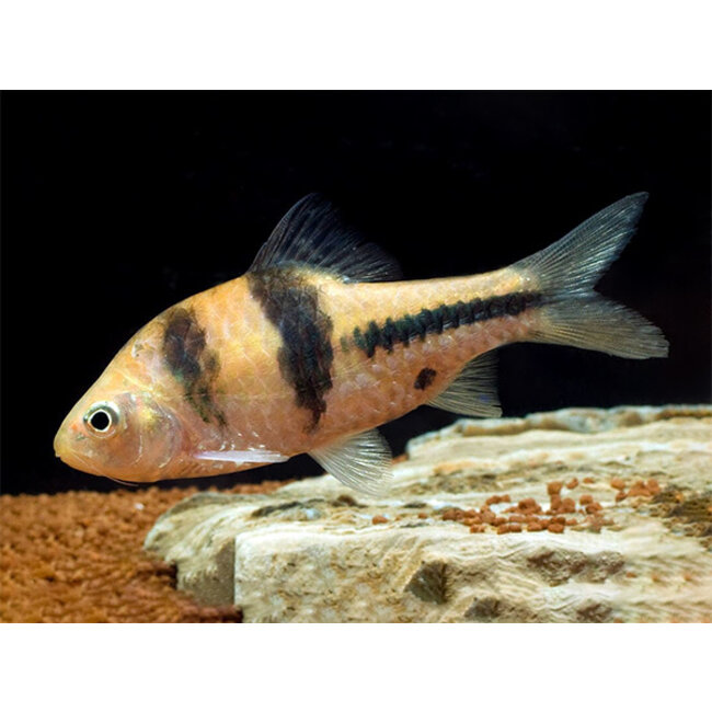 T-Barbeel - Barbodes Lateristriga