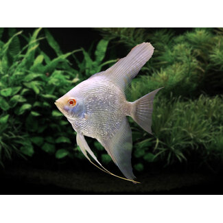 Maanvis Albino