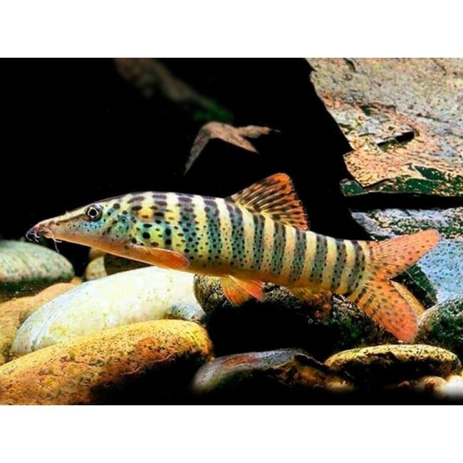 Tijger Botia - Syncrossus Helodes