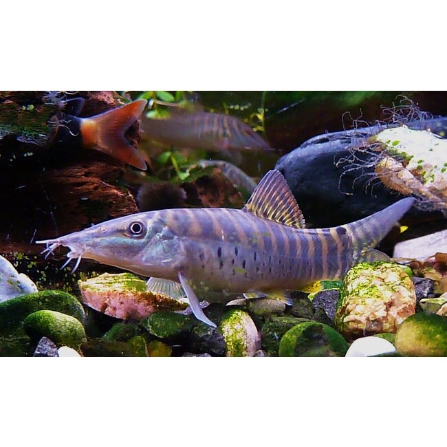 Tijger Botia - Syncrossus Helodes