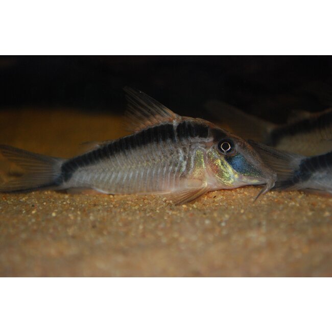 Corydoras Narcissus