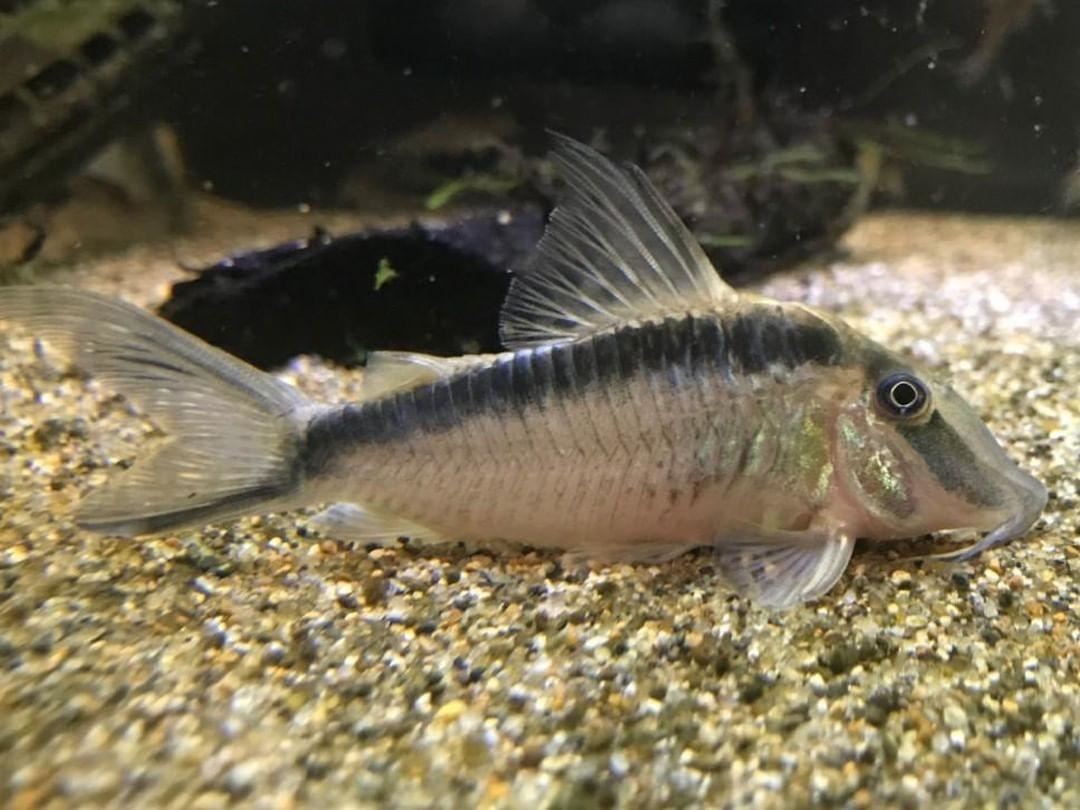 Corydoras narcissus