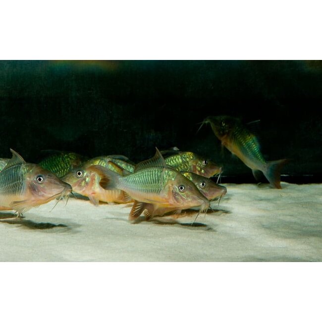 Brochis Multiradiatus